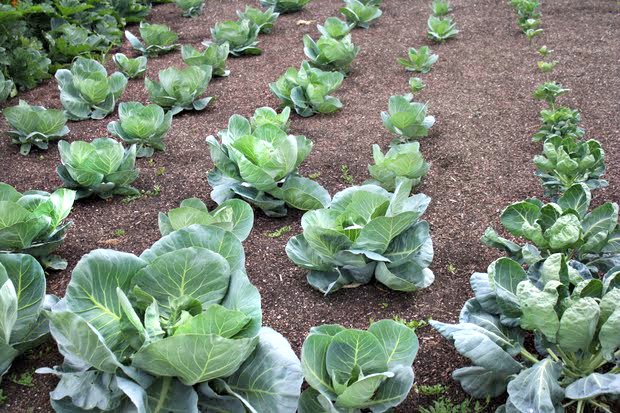 ahNzfnJlYWx0aW1lZmFybXMtaHJkcgwLEgNQaWMYh6vOBAw