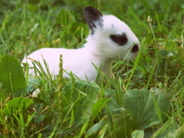 Broken New Zealand Baby Bunny