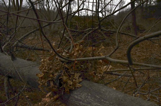 A birds nest in an ?hickory" tree (still working on my tree identification skills).