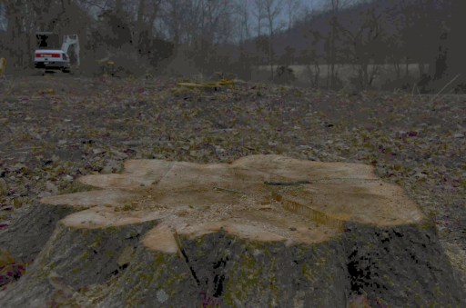 I can imagine dryads weeping as they see the stumps.