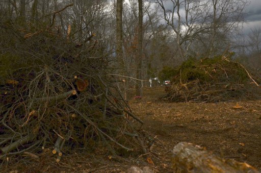 A tangled mass of heavy wood = brush pile.