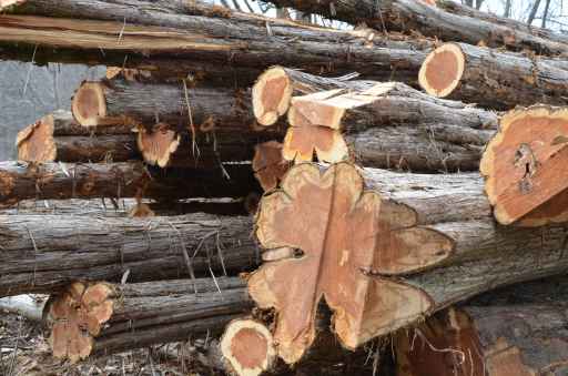 Cedar trees have the most remarkable clover patter to the rich pink (almost purple when freshly cut).
