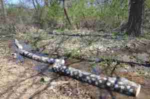 Our directions say we should make sure the logs are watered at least once a week or so, glad we have access to water!