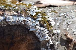 Mushrooms blooming on a log gently decomposing in the woods.