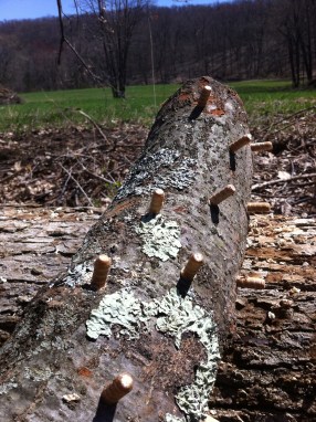 The spawn saturated plugs fit snugly into the drilled holes.