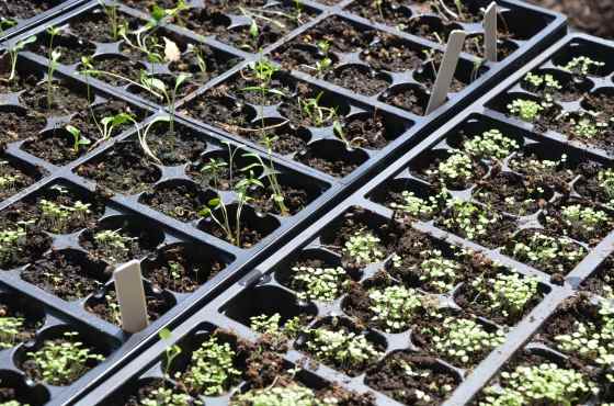 The flecks of seeds GREW!!